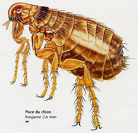 Puce.JPG